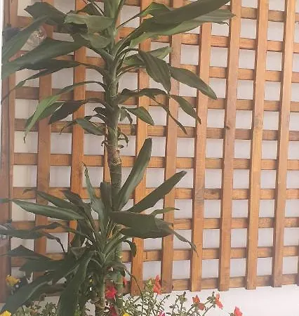 Stefaris Koutsou Court 105 Larnaca